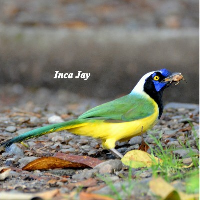 Inca Jay